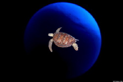 Blue Planet
Location :Palau
Canon EOS-1D X Mark II
Can... by Yung Sen Wu 
